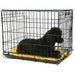 Jeffers Single Door Fold & Go Crate - 24"L x 18"W x 19"H Single Door Fold & Go Crate  