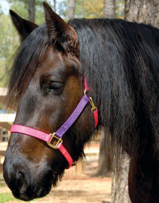 Perri's Nylon Breakaway Halter, Cob Size - Red  