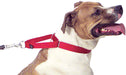 The Premier Collar, 1" x 14" - 20" - Red  