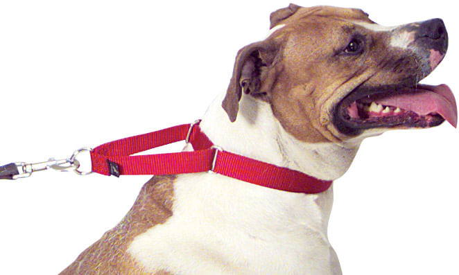 The Premier Dog Collar, 3/4" x 8" - 12" - Red  