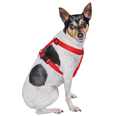 5/8"W x 14"-20"L Adjustable Nylon Dog Harness - Black  