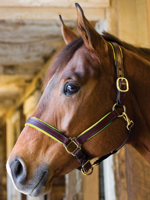 Perri's Soft Padded Leather Halter, Black/Turquoise - Cob  