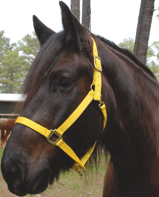 Triple E Nylon Draft Halter, medium (1600-2000 lb) - Hot Pink  