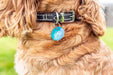 Sure Petcare RFID Collar Tags Color White