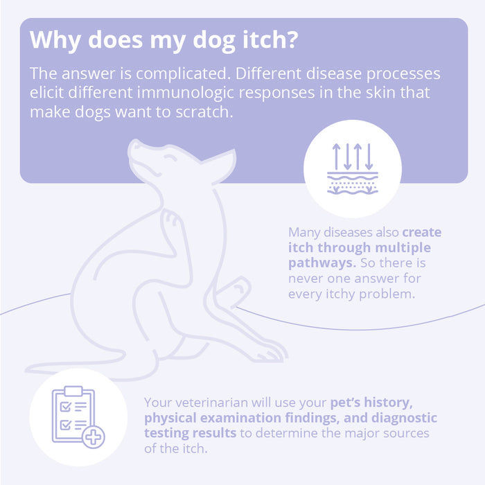 Mal-A-Ket Medicated Ketoconazole Chlorhexidine Shampoo for Horses, Dogs & Cats