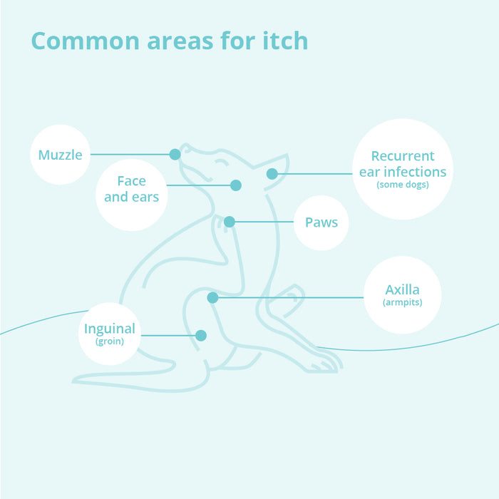 Champú DermaBenSs para perros, gatos y caballos