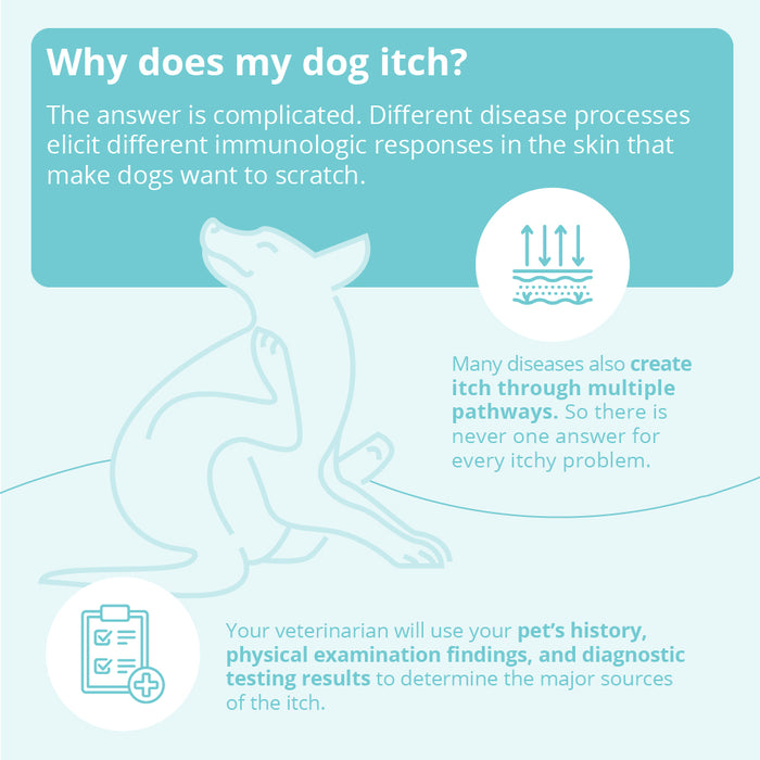 Champú DermaBenSs para perros, gatos y caballos