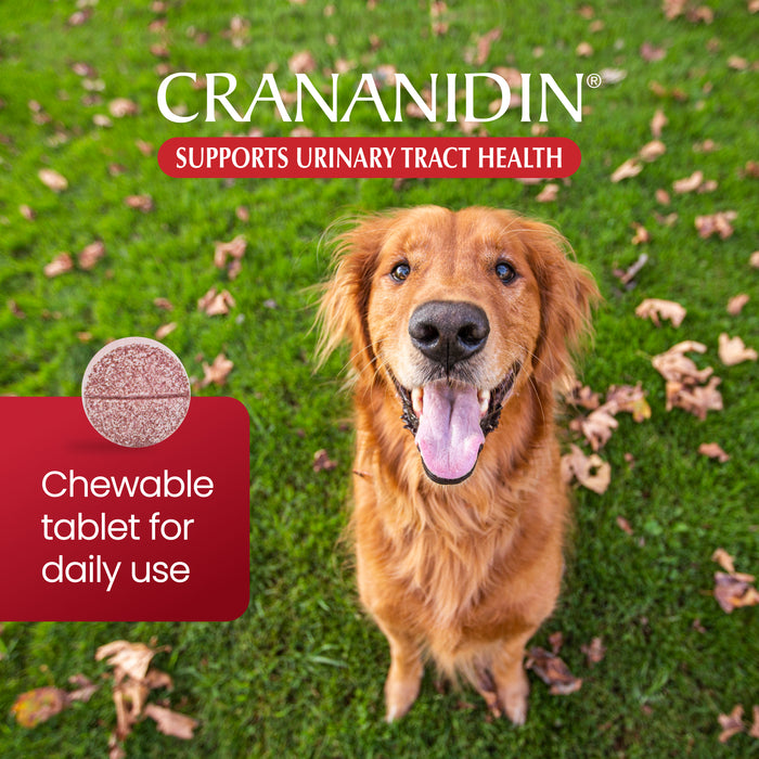 Suplemento para la salud del tracto urinario de perros con extracto de arándano rojo Crananidin de Nutramax, 75 comprimidos masticables