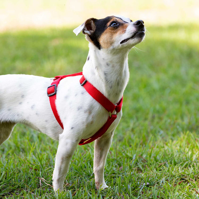 Jeffers Adjustable Nylon Dog Harness