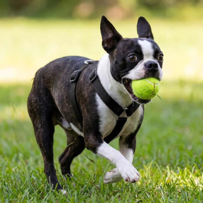 Jeffers Adjustable Nylon Dog Harness
