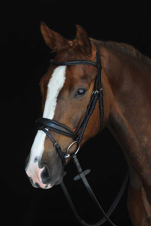 Collegiate Mono Crown Padded Raised Flash Bridle - Black Oversized 