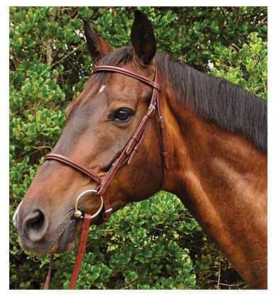 Weatherbeeta Kincade Plain Raised Bridle, Full size - Black  