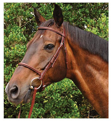 Weatherbeeta Kincade Plain Raised Bridle, Full size - Brown  