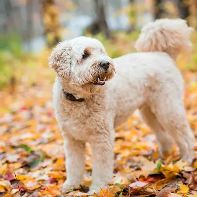 White dog standing on a path with autumn leaves