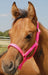 Jeffers Nylon Foal Halters, 00-200 lb - Black  