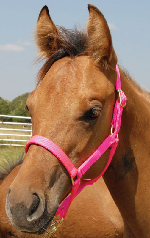 Jeffers Nylon Foal Halters, 00-200 lb - Hot Pink  