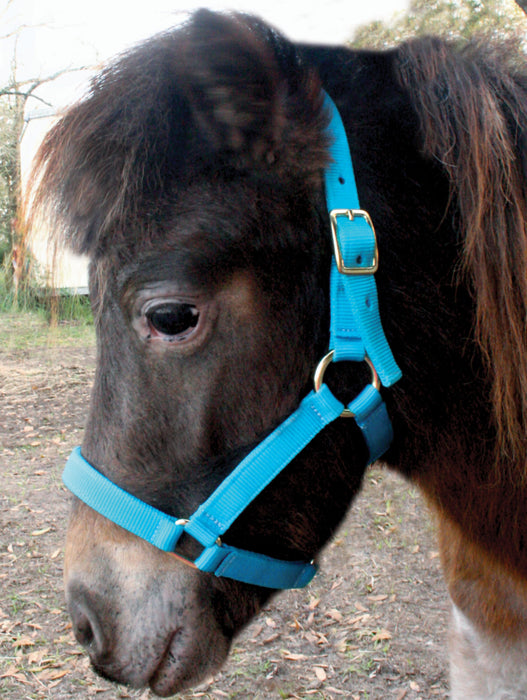 Jeffers Mini Horse Nylon Halter - Royal Blue  