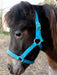 Jeffers Mini Horse Nylon Halter - Royal Blue  