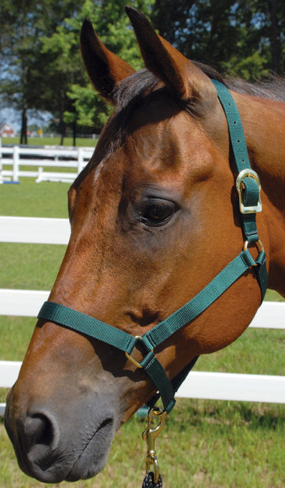 Jeffers Turnout Weanling Halter, (250-400 lb) - Red  