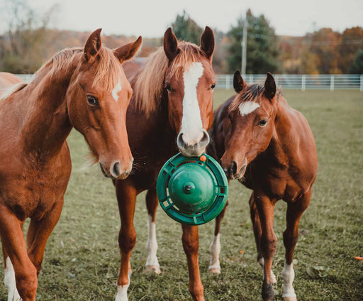 12' KONG Equine Hanging Set w/ Treat Ring, Green - Jeffers - Horse Supplies > Horse Treats