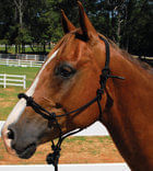 Knotted Training Halter, Yearling -   