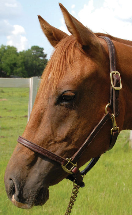 Perri's Leather Halters and Leads - LTD Leather Halter,1" Cob Size, DISCONTINUED  