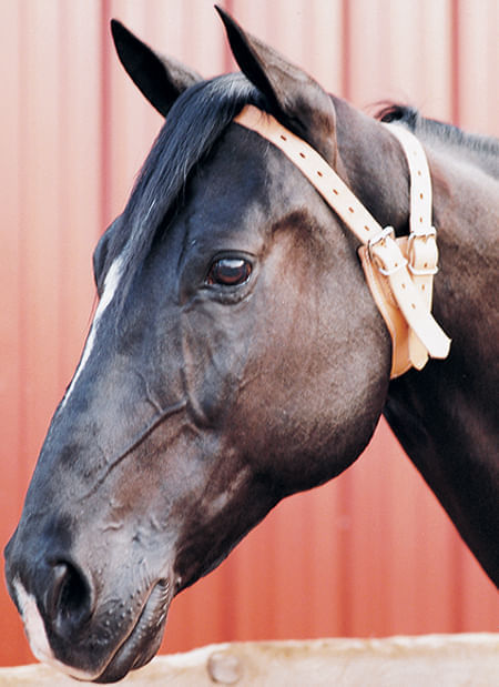 The Original Miracle Cribbing Collar, Average - The Original Miracle Cribbing Collar, Average Horse  