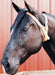 The Original Miracle Cribbing Collar, Average - The Original Miracle Cribbing Collar, Average Horse  