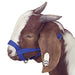 Jeffers Large Goat Halter - Royal Blue  