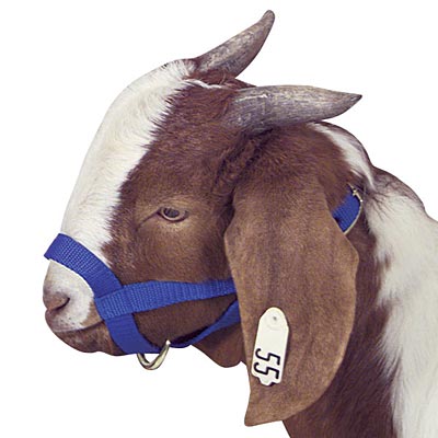 Jeffers Large Goat Halter - Forest Green  