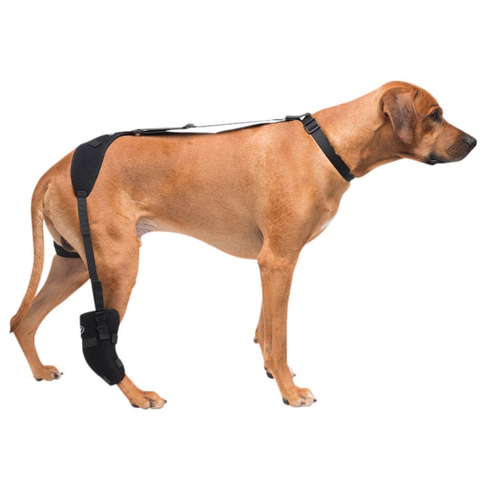 Caldera Pet Therapy Tarsal Wrap with Therapy Gel - Large