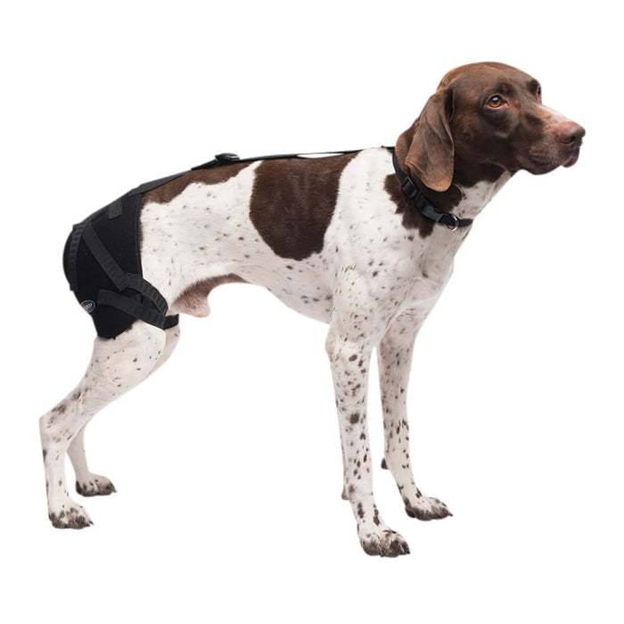 Caldera Pet Therapy Hip Wrap with Therapy Gel - Medium