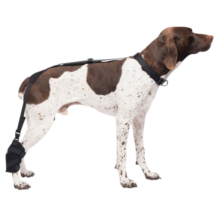 Caldera Pet Therapy Tarsal Wrap with Therapy Gel - Medium