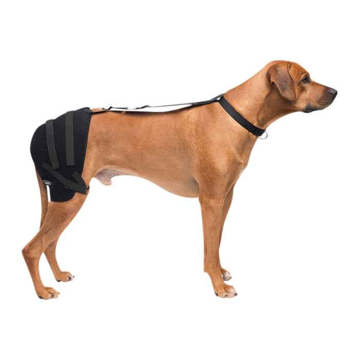 Caldera Pet Therapy Hip Wrap with Therapy Gel - Large