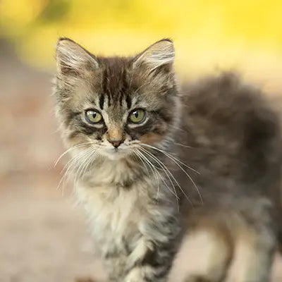 Young cat with striped fur and green eyes against a blurred natural background