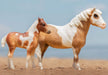 Misty of Chincoteague and Her Foal Stormy & Book Set - Multi  