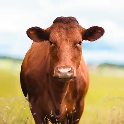 Brown cow standing in a grassy field with a blurred background