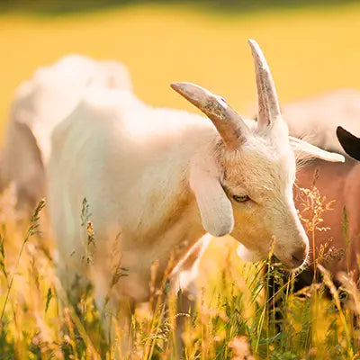 Goat grazing in a field with a blurred background