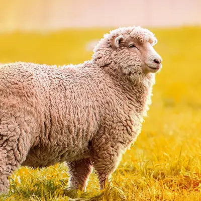 Sheep standing in a field with a blurred yellow background