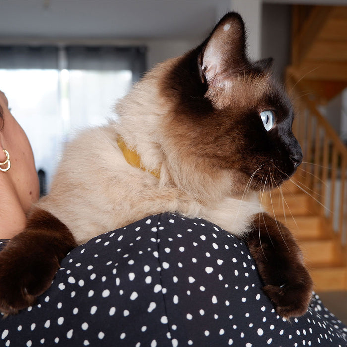 Plant Based Flea & Tick Cat Collar  