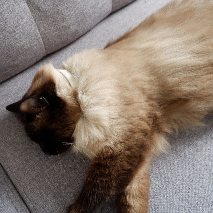 Plant-Based Calming Collar Cat  