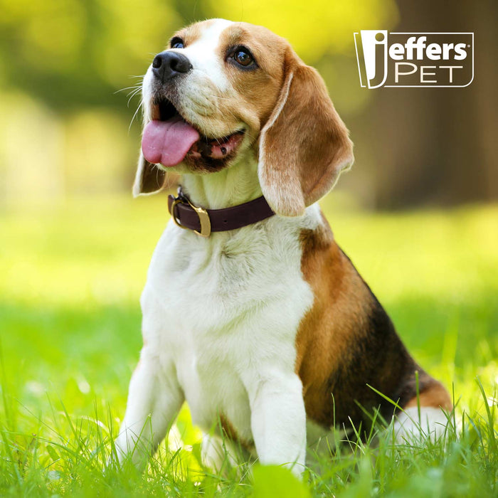 Jeffers Flat Latigo Leather Dog Collar with Brass Hardware
