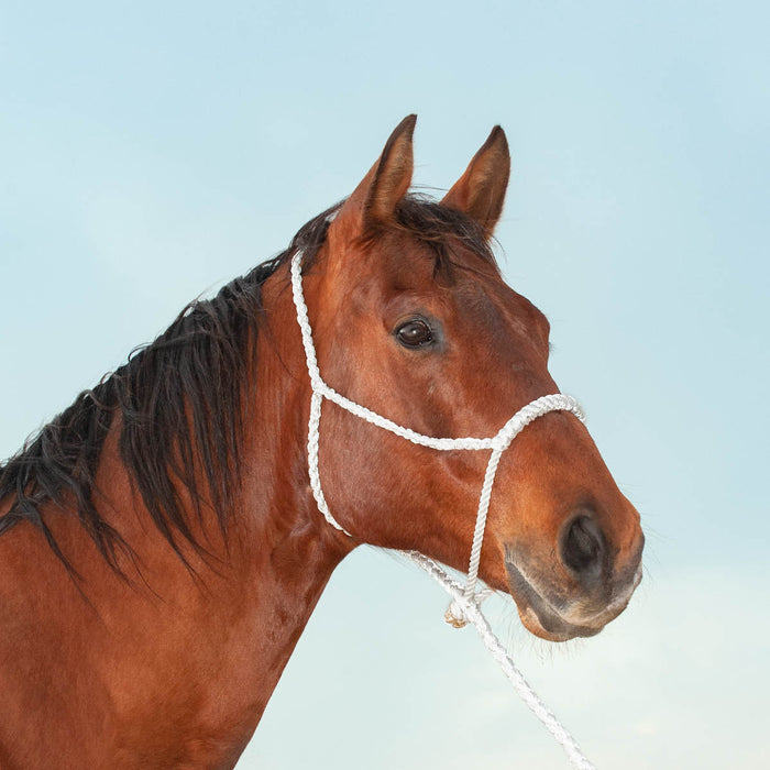 Classic Lariat Rope Nose Halter w/Lead - White  