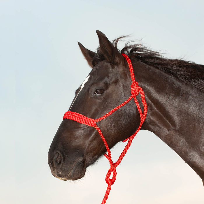 Classic Equine Flat Braid Halter with Lead Rope - Red  