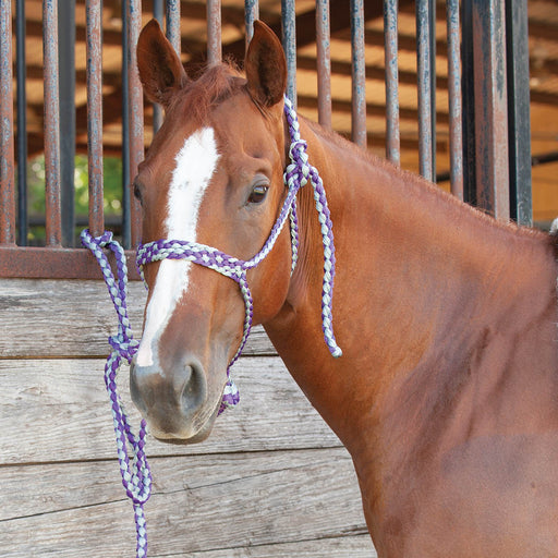 Classic Equine Flat Braid Halter with Lead Rope - Purple & Grey  