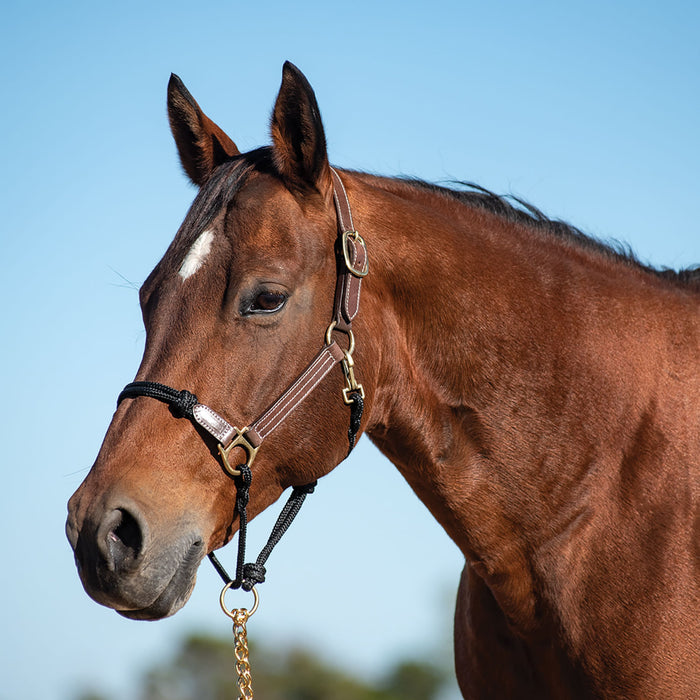 Cashel Leather & Rope Combo Halter, Horse - Brown & Black Horse Brown & Black