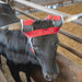 Clear Vision Cool Wrap Horn Wraps Color Grey and Red
