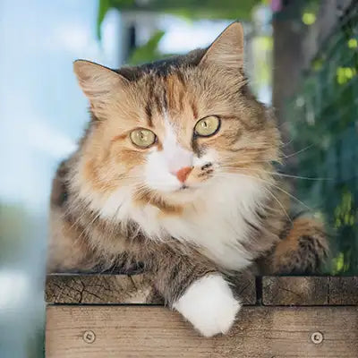 Calico cat sitting on a wooden surface with a blurred natural background