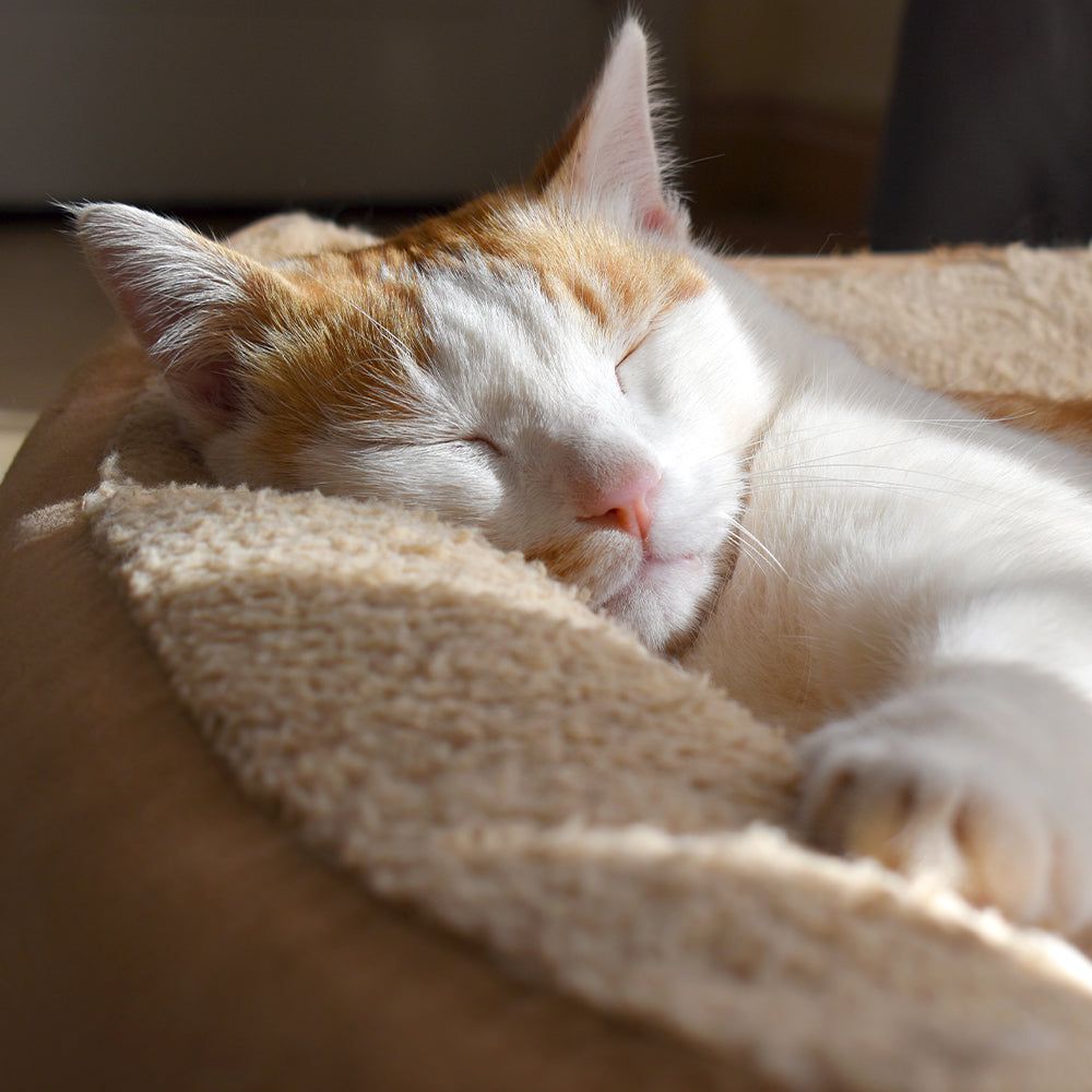 Camas, jaulas y almohadas para gatos