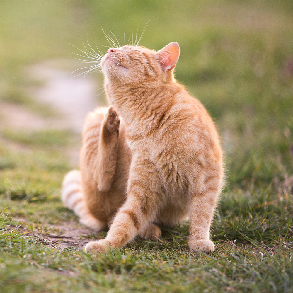 Control de pulgas y garrapatas en gatos